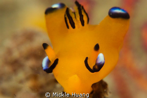PIKACHU !!
Thecacera pacifica
Northeast coast Taiwan by Mickle Huang 